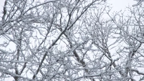 Snow Glazed Woods 7 Stock Footage 233299187