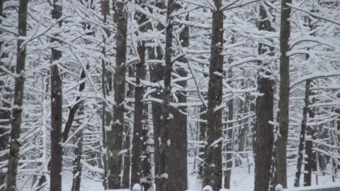 Snow Glazed Woods Stock Footage 233299618