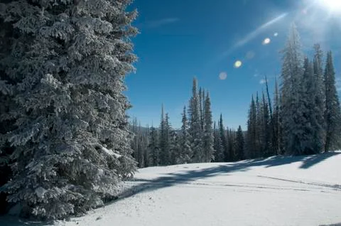 Snow glittering sun Stock Photos