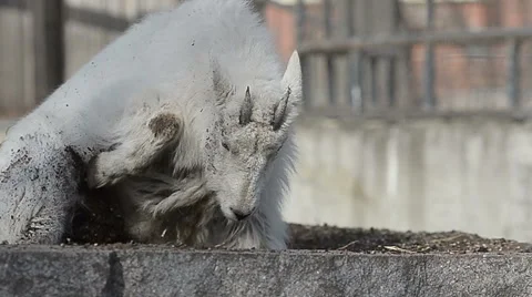 Snow goat digging and resting Stock Footage 65196687
