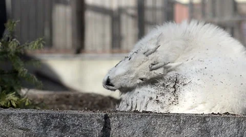 Snow goat wild Stock Footage 50517832