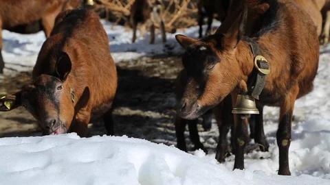 Snow goats Stock Footage 125514073