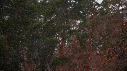 The snow goes against the background of trees Stock Footage 89697077