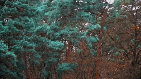 The snow goes against the background of trees Video stock 89697092