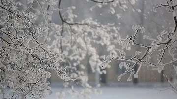 Snow goes for trees Stock Footage