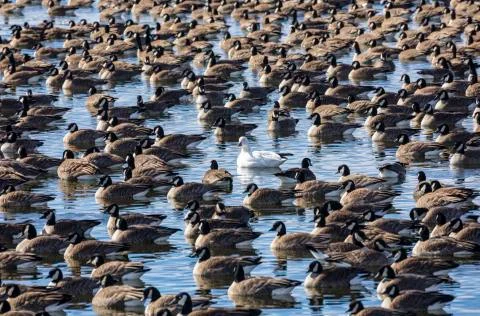 Snow goose (Anser caerulescens) surrounded by Canada geese (Branta canadensis) i Stock Photos