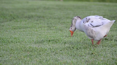 Snow goose (chen caerulescens) looking for food on the green grass Stock-Footage 39652379