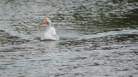 Snow goose (chen caerulescens) navigating over the water Stock-Footage 39354853