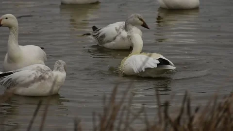 Snow Goose Cleaning Stock Footage 171624947