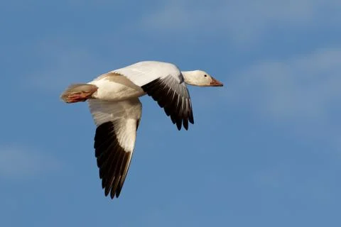 Snow Goose in Flight Stock Photos