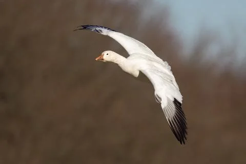 Snow Goose in Flight Stock Photos