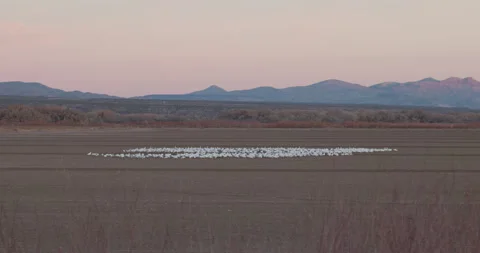 Snow Goose Flock at Dawn in Bosque del Apache National Wildlife Refuge 库存影片 337733061