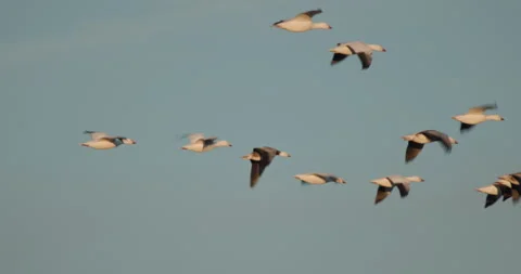 Snow Goose Flock Flying Beneath Blue Sky at Bosque del Apache New Mexico 库存影片 337734621