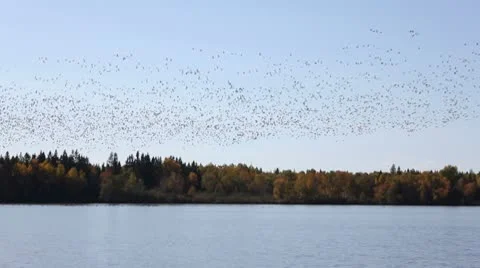 Snow goose flying 2 Stock-Footage 8926960