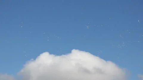 Snow goose flying Stock Footage 8926958