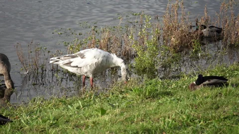 Snow Goose Stock-Footage 288681826