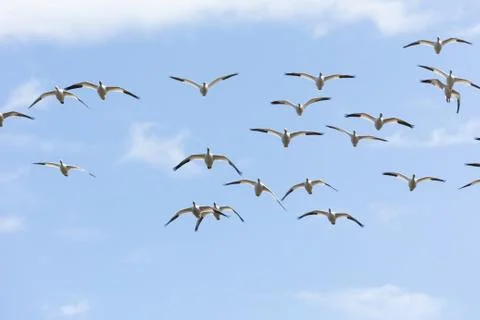 Snow goose  migration Stock Photos