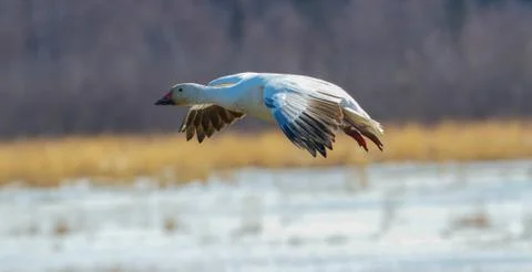 Snow Goose Stock Photos