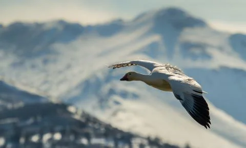 Snow Goose Stock Photos
