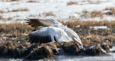 Snow Goose Stock Photos