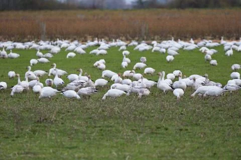 Snow Goose Stock Photos