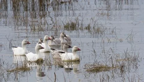 Snow Goose 스톡 사진