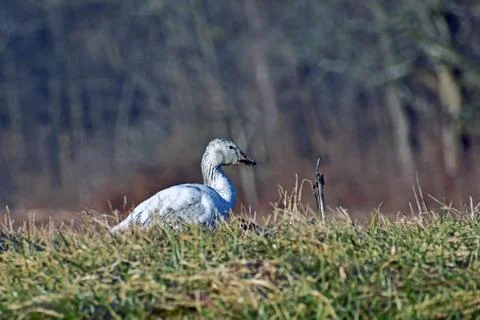 Snow Goose Stock Photos