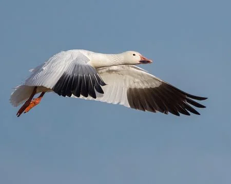 Snow Goose Stock Photos