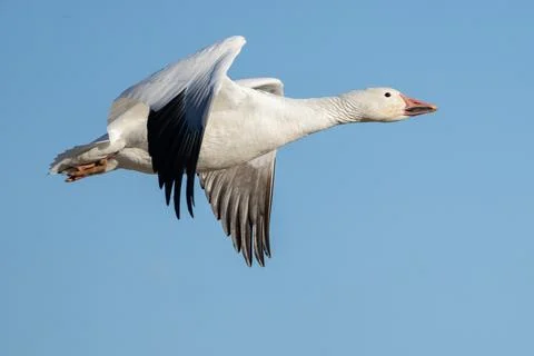 Snow Goose Stock Photos