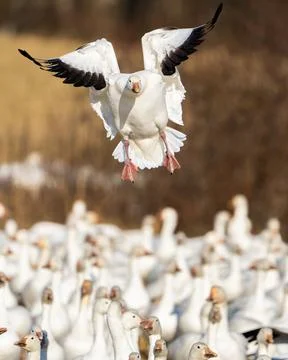 Snow Goose Stock Photos