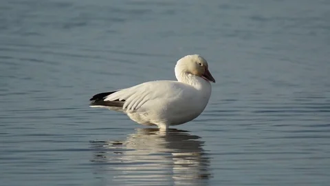Snow Goose preening Vidéo 70793286
