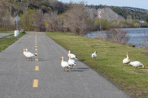 Snow gooses on a cycle path Stock Photos