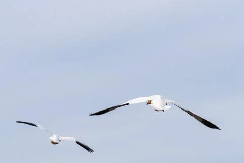 Snow gooses in the sky Stock Photos