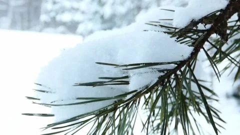 Snow gracefully blankets a pine branch, creating a serene winter scene deep with Video stock 344031129