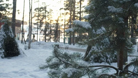 Snow gracefully falls from a branch of spruce Stock Footage 129095631
