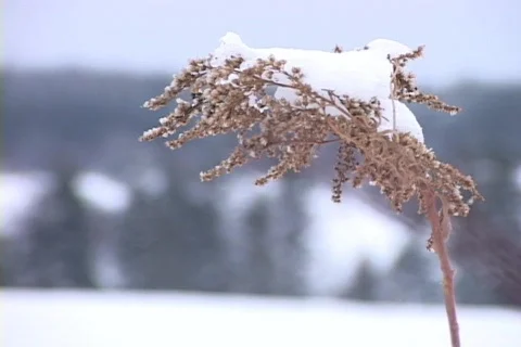 Snow Grass Close-up 1 Vídeo Stock 265304