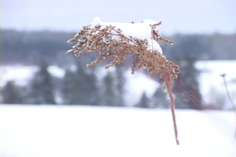 Snow Grass Close-up 2 Video stock 265300