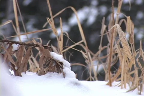 Snow Grass Close-up 3 Видео 265301
