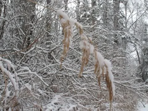 Snow on Grass 動画素材 8925331