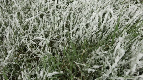 Snow on grass Stock Footage 148484782