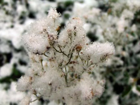 Snow on the grass - Maramures Stock Photos