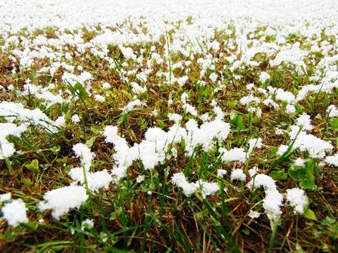 Snow on the grass - Maramures Фото