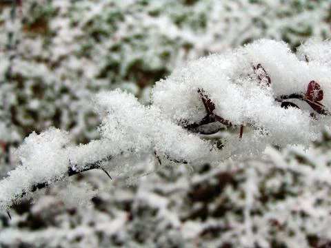 Snow on the grass - Maramures 库存照片