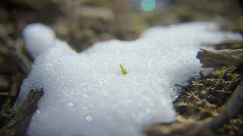 Snow Grass Panning Stock Footage 401567