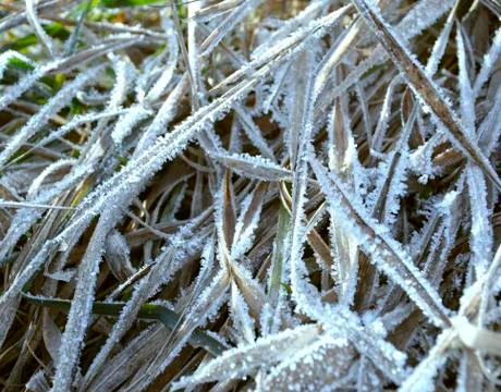 Snow grass Stock Photos