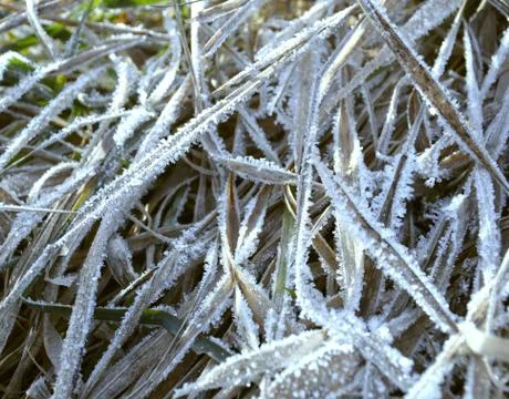 Snow grass Stock Photos