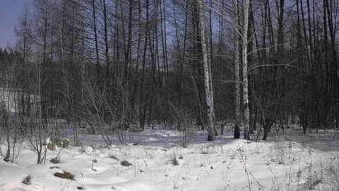 Snow on grass, view on trees, camera slowly moves up and see sky Stock Footage 91194509