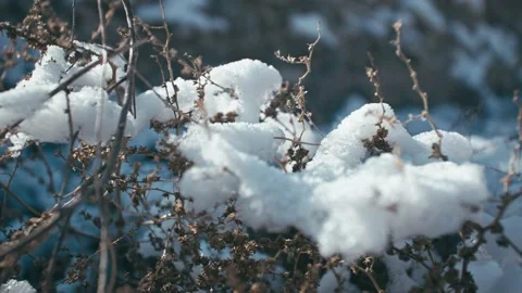 Snow on grass in the winter sun 動画素材 233589628