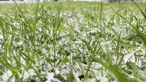 Snow on Green Grass during Spring Vídeo Stock 273985565