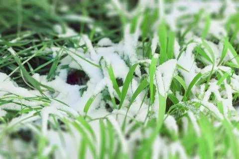 Snow on the green grass of early winter Stock Photos